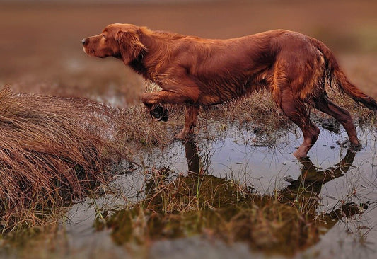 Adiestramiento de perros de caza