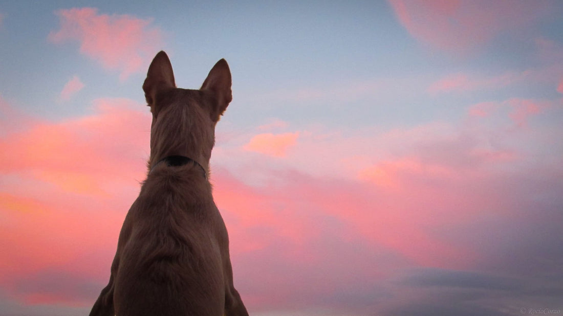 podenco maneto