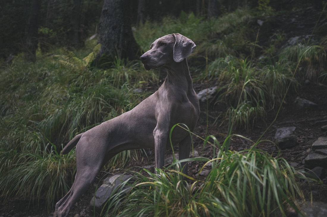 razas de perros de caza