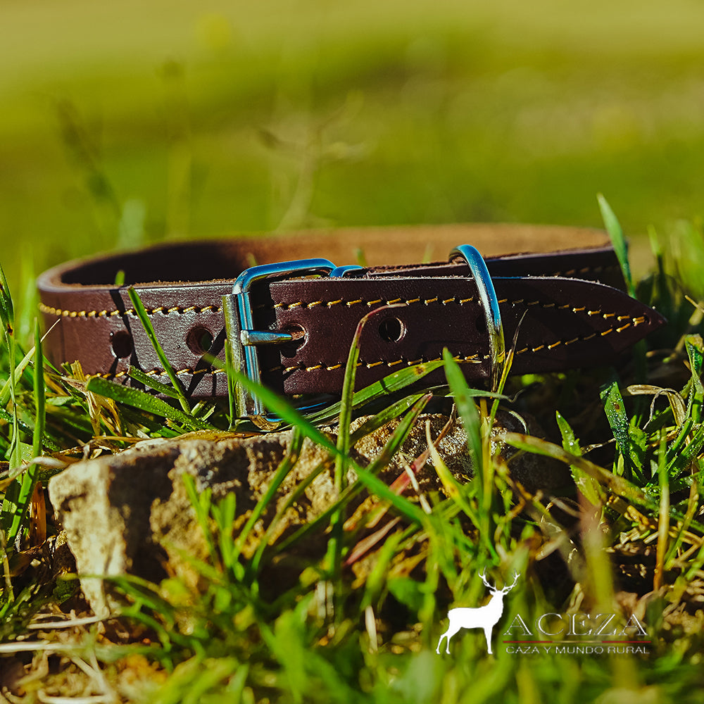 collar para perro grande de cuero en el cesped plano trasero