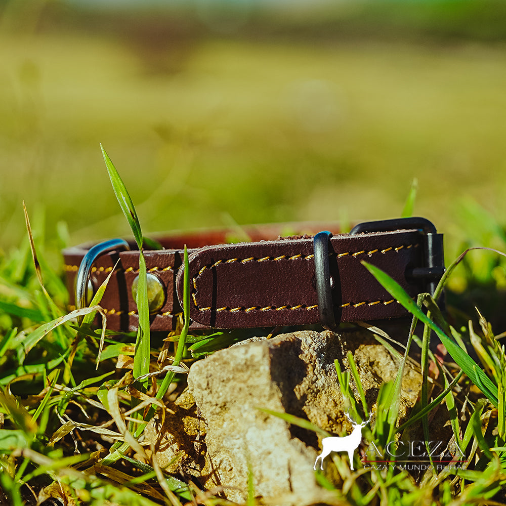 collar de perro de piel en el cesped con la hebilla cerrada