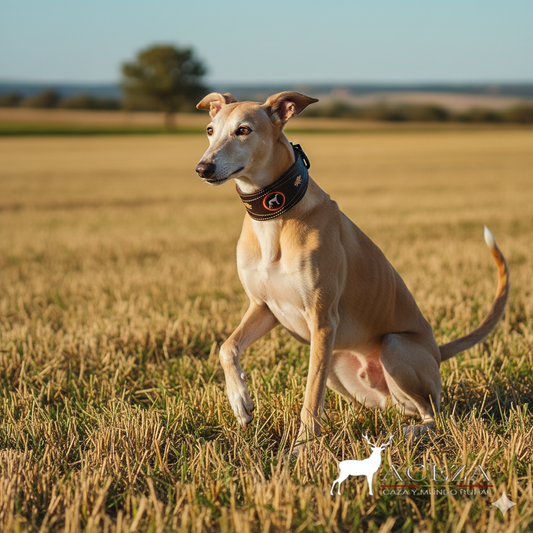 Collar de cuero para galgo